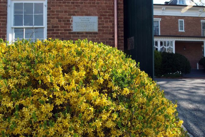 In the foreground of the photo is a large forsythia in bloom. Behind it is a garage with open doors; there is a plaque on the garage which reads: 'The last home of Traveller, through war and peace, the faithful, devoted horse of General Robert E. Lee.'